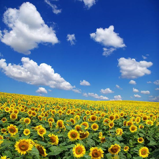 PHOTOWALL / Sunflower Field (e19334)