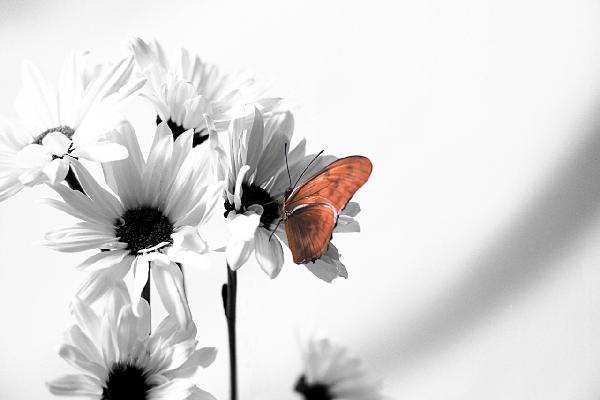 PHOTOWALL / Julia Butterfly - b/w Red (e1382)