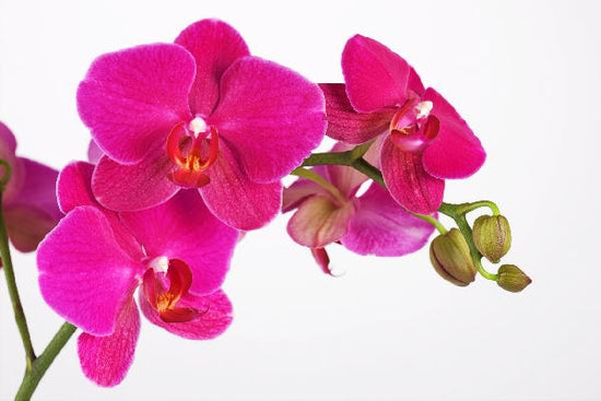 PHOTOWALL / Orchidee - White (e19498)