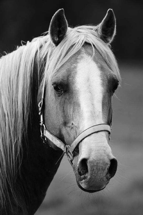 PHOTOWALL / Horse - b/w (e19476)