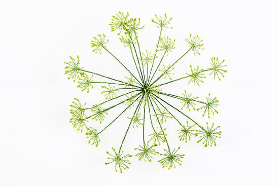 PHOTOWALL / Dill (e19455)