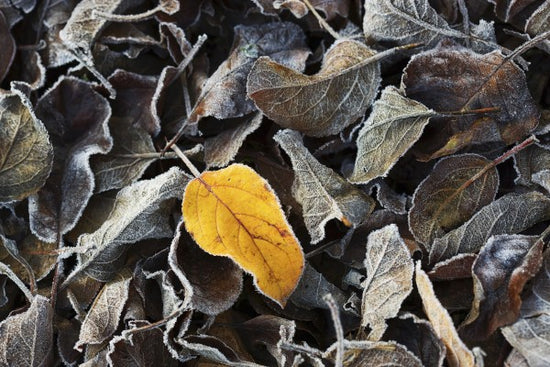 PHOTOWALL / Brown and a Yellow (e19441)