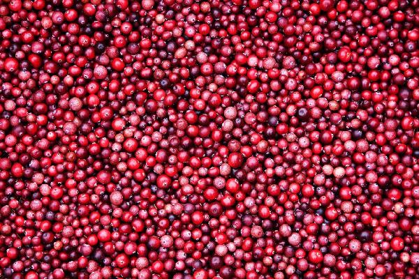 PHOTOWALL / Lingonberries (e19434) | 輸入壁紙専門店 WALPA