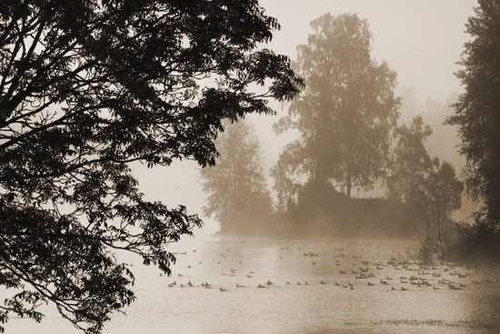 PHOTOWALL / Morning Mist (e19432)