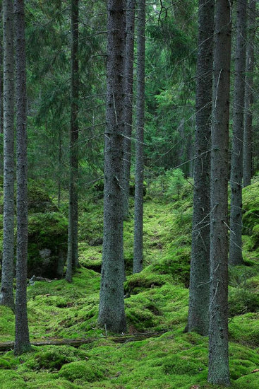 PHOTOWALL / Woodland Path (e19429)