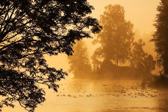 PHOTOWALL / Bird Lake (e19431)