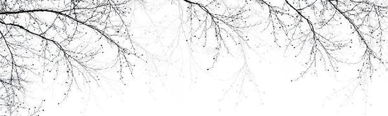 PHOTOWALL / Black Beech (e19522)