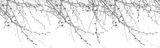 PHOTOWALL / Spring Beech Silver (e19530)