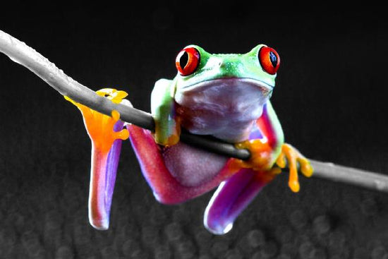 PHOTOWALL / Red Frog - Colorsplash (e19675)