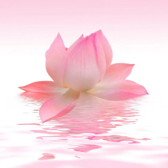 PHOTOWALL / Pink Lotus (e19683)