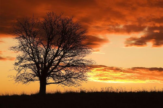 PHOTOWALL / Tree in Sunset (e19691)