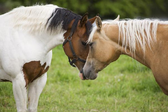 PHOTOWALL / Cuddling Horses (e19694)