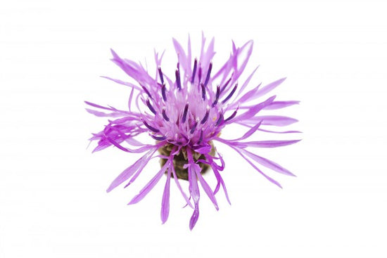 PHOTOWALL / Lilac (e19700)