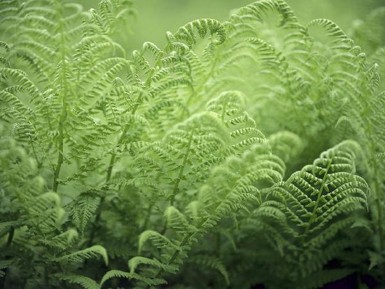 PHOTOWALL / Bracken - Fern (e19803)