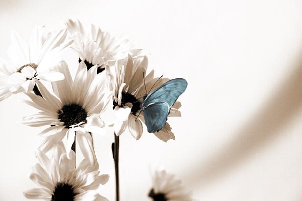 PHOTOWALL / Julia Butterfly - Sepia Blue (e19888)