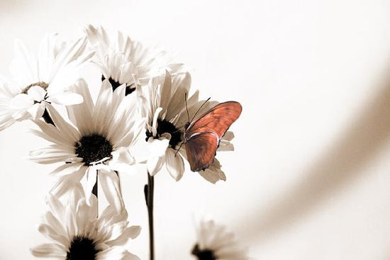 PHOTOWALL / Julia Butterfly - Sepia Red (e19889)