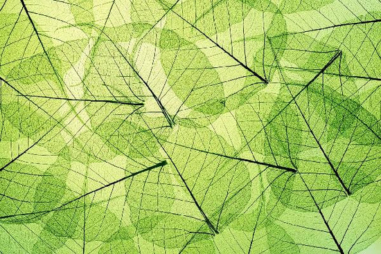 PHOTOWALL / Green Harmony (e19967)