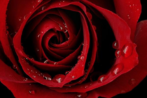 PHOTOWALL / Dark Red Rose (e19951)
