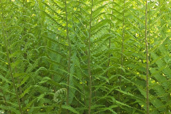 PHOTOWALL / Fern (e20319)