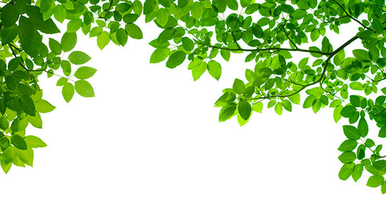 PHOTOWALL / Frame of Leaves (e20346)