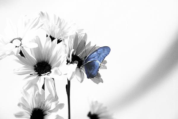 PHOTOWALL / Julia Butterfly - b/w Blue (e20358)