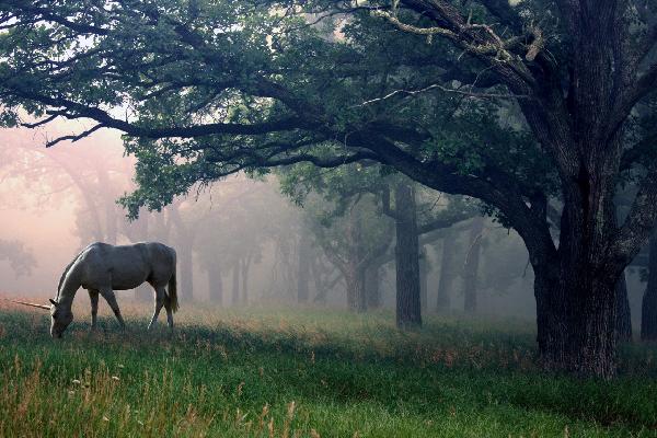 PHOTOWALL / Unicorn in the Forest (e20368) | 輸入壁紙専門店 WALPA