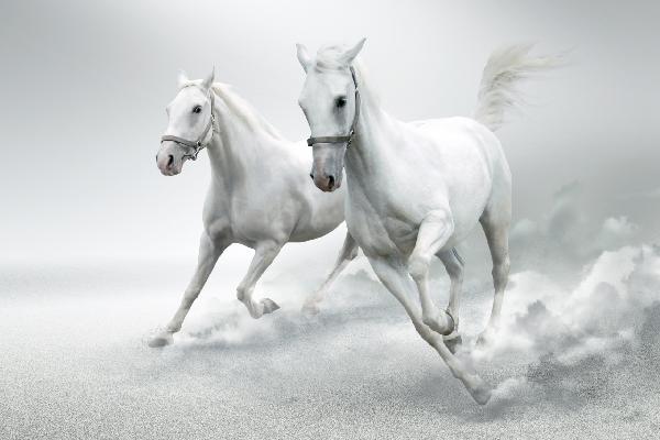 PHOTOWALL / White Horses (e20974)
