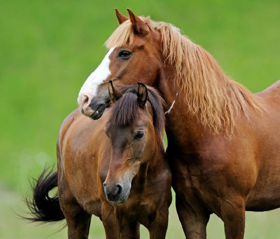 PHOTOWALL / Horses (e21328)