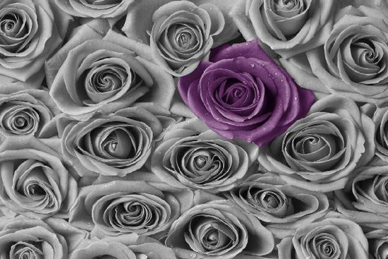 PHOTOWALL / Roses - Purple and Grey (e21465)