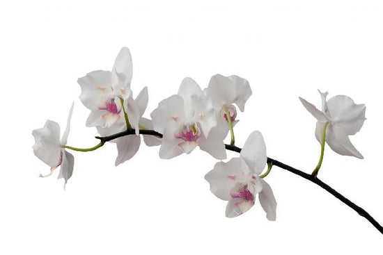 PHOTOWALL / White Orchid Stem - Purple (e21541)