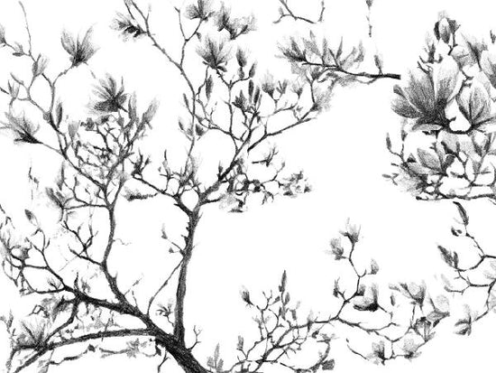 PHOTOWALL / Magnolia Sketch (e21649)