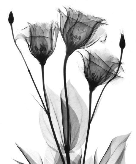 PHOTOWALL / Gentian (e21800)