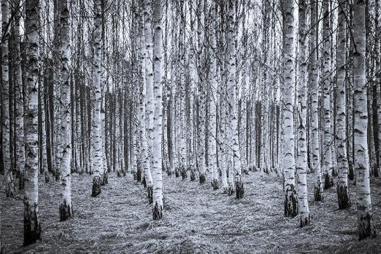 PHOTOWALL / Birch Forest Black & White (e22027)
