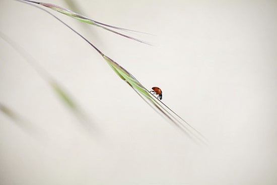 PHOTOWALL / Ladybug in Focus (e22388)