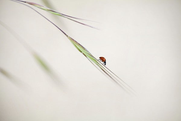 PHOTOWALL / Ladybug in Focus (e22388)