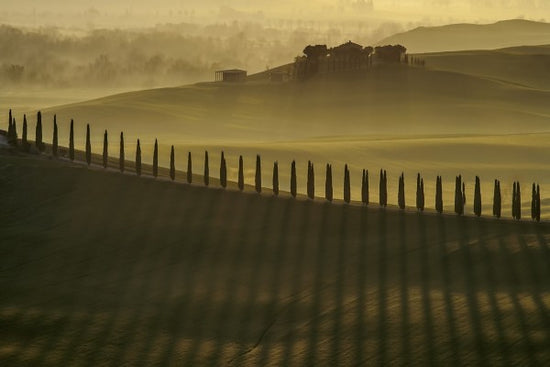 PHOTOWALL / Cypress Shadows (e22391)