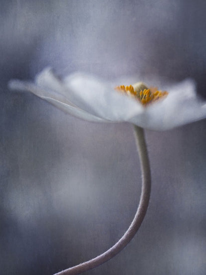 PHOTOWALL / White Anemone (e22458)