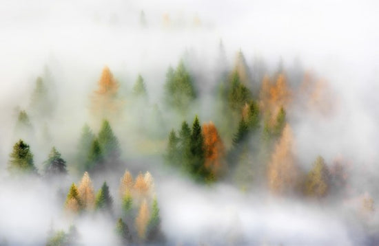PHOTOWALL / Misty Autumn (e22492)