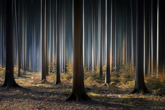 PHOTOWALL / Mystic Woods (e22509)