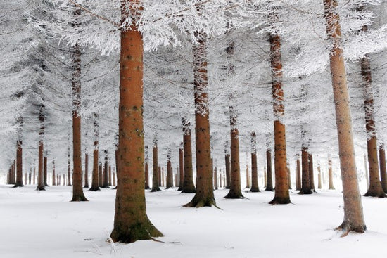 PHOTOWALL / White Forest (e22514)