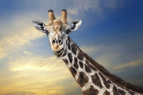 PHOTOWALL / Friendly Giraffe (e22525)