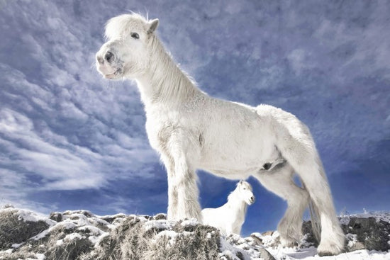 PHOTOWALL / Snowwhite Horses (e22528)
