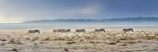 PHOTOWALL / Zebra Promenade (e22532)