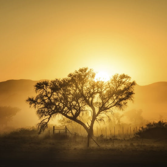 PHOTOWALL / Golden Sunrise (e22546)