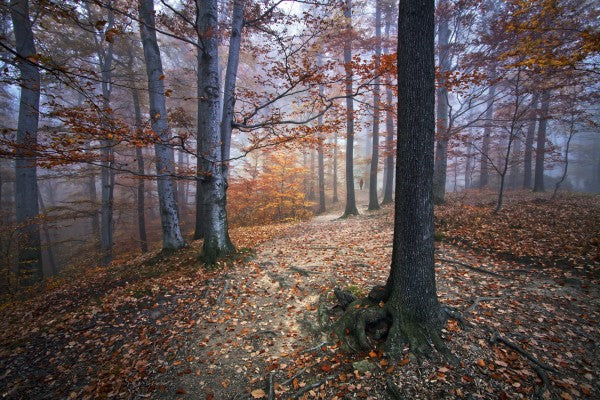 PHOTOWALL / Autumn Forest (e22553) | 輸入壁紙専門店 WALPA – WALPA.jp