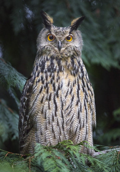 PHOTOWALL / Owl (e22569)