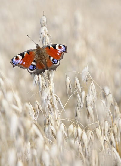 PHOTOWALL / Peacock Butterfly on Oats (e22577)