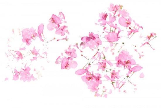 PHOTOWALL / Pink Floral flow (e22598)