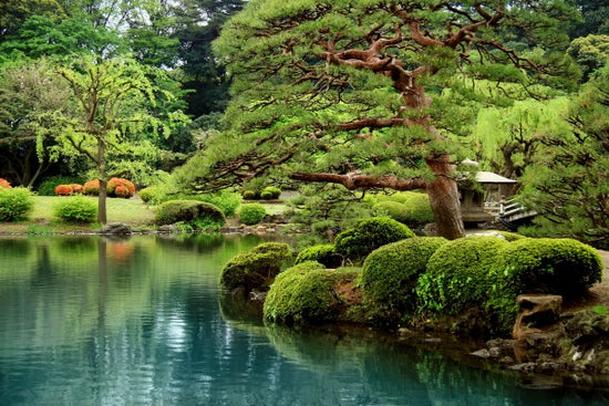 PHOTOWALL / Calm Zen Lake and Bonzai Trees in Tokyo Garden (e22820)