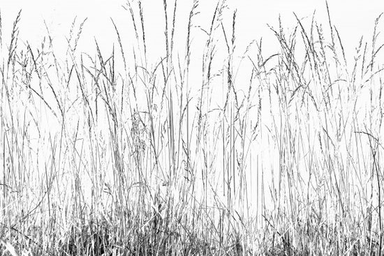 PHOTOWALL / Grass Blades bw (e22855)